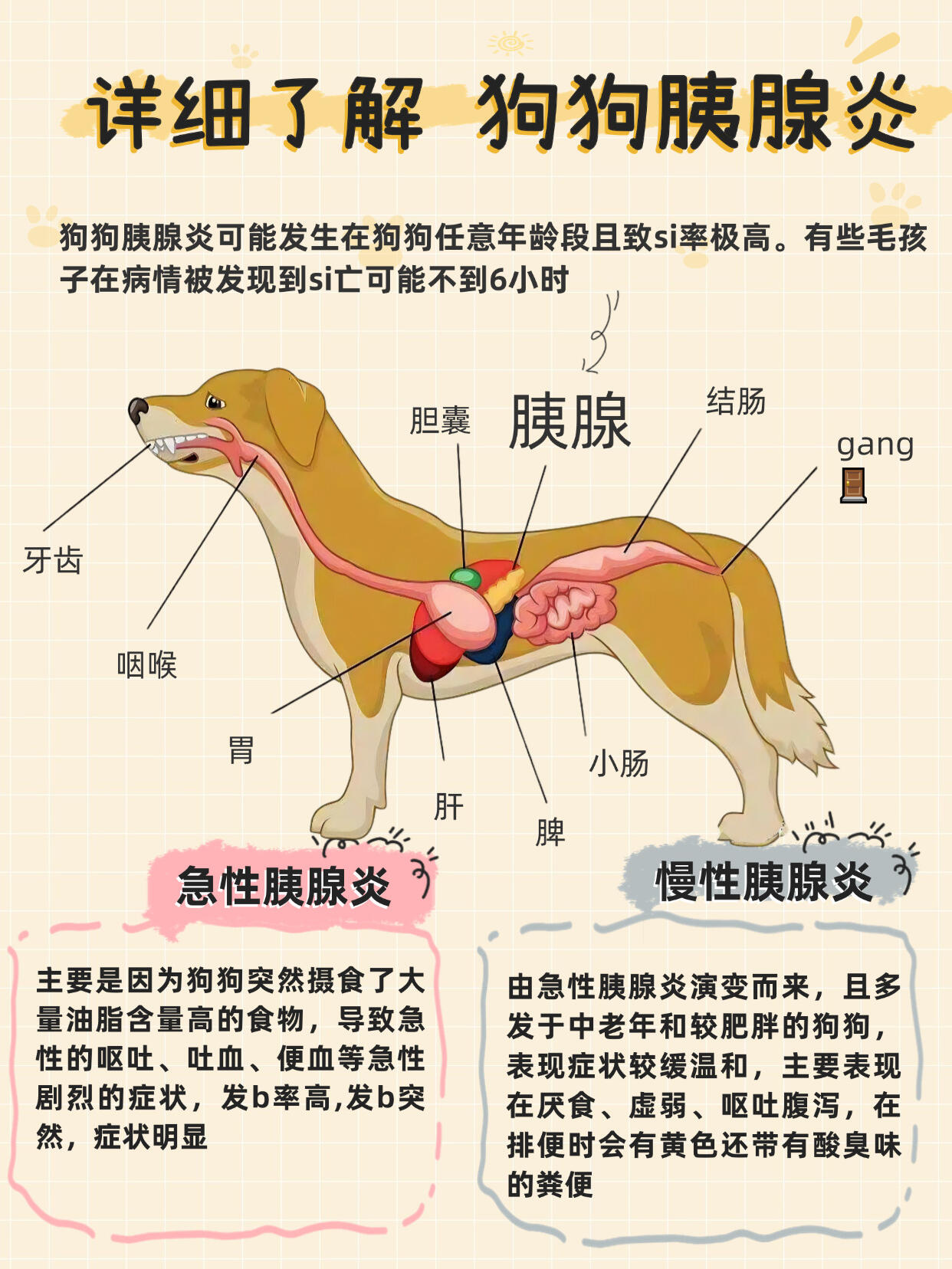 狗狗肚子在哪里图解图片