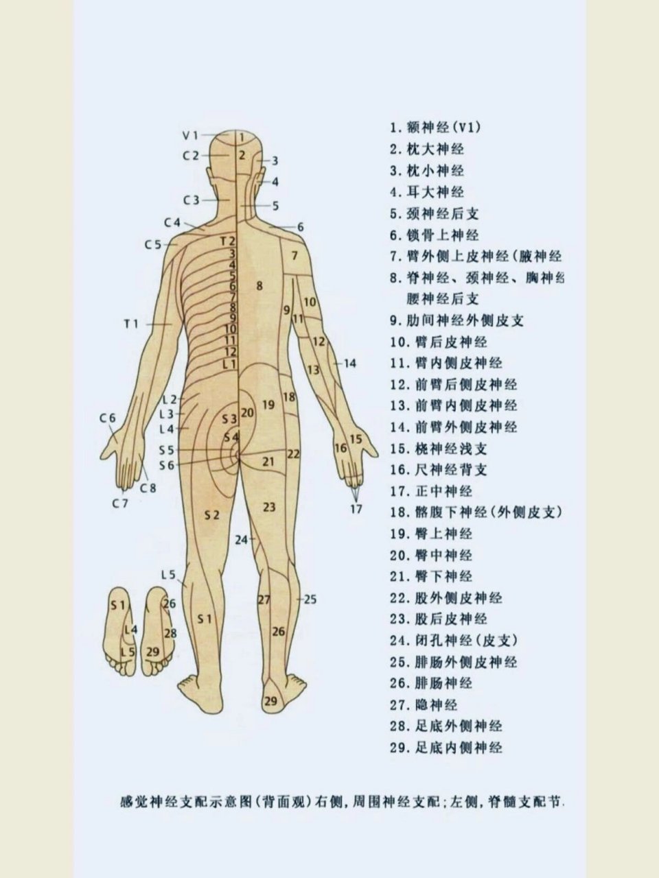 锁骨上神经 5.肋间神经前皮支 6.臂外侧上皮神经(腋神经) 7.