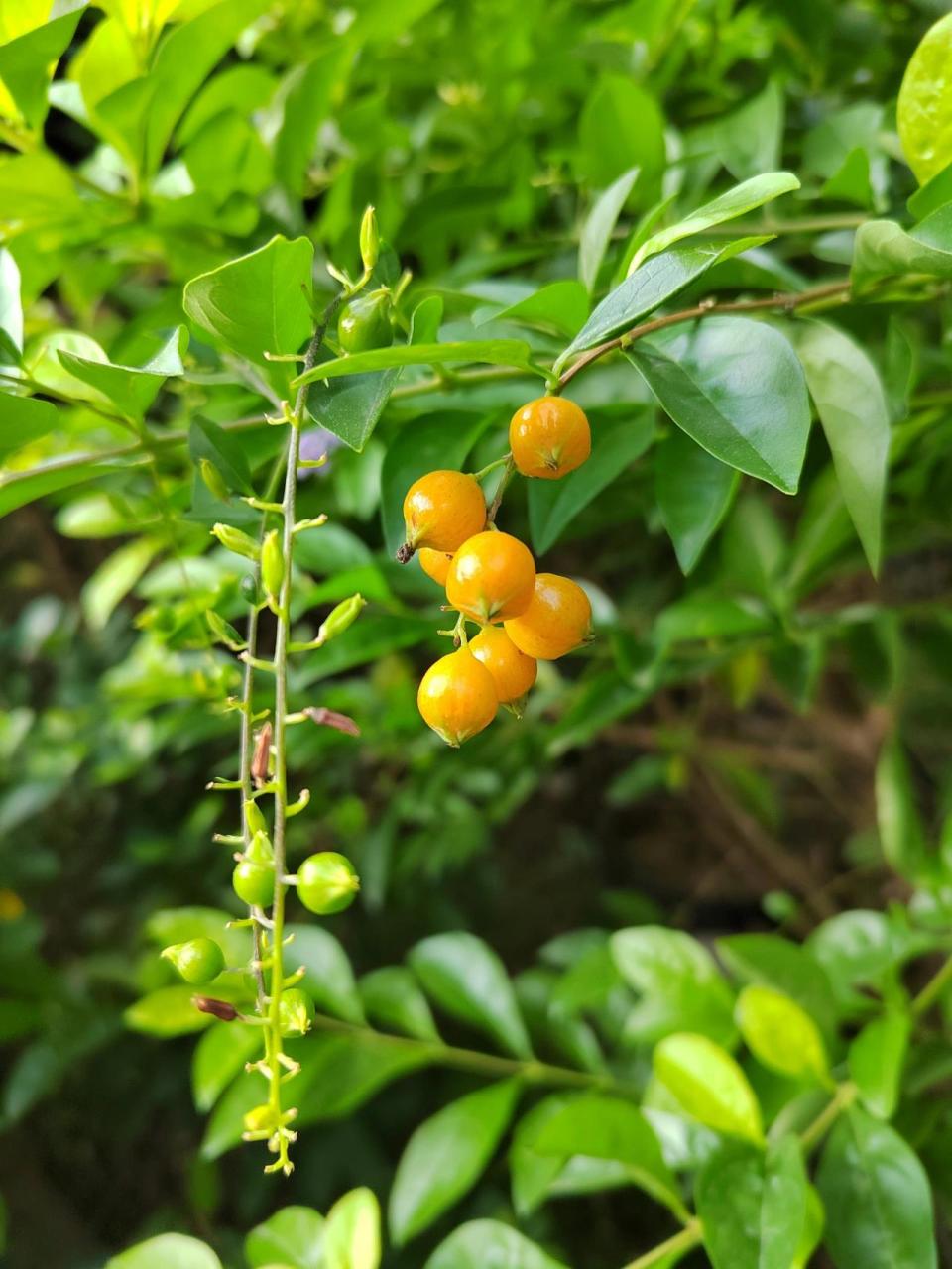 金露花属图片