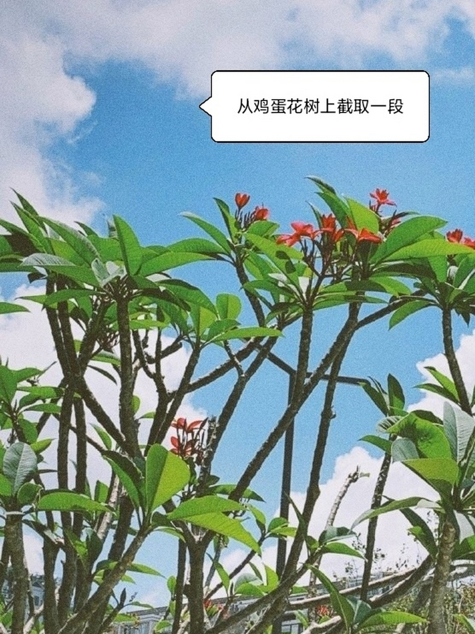 鸡蛋花树扦插 鸡蛋花喜湿热气候,耐旱,喜生于石灰岩石地,扦插极易繁活