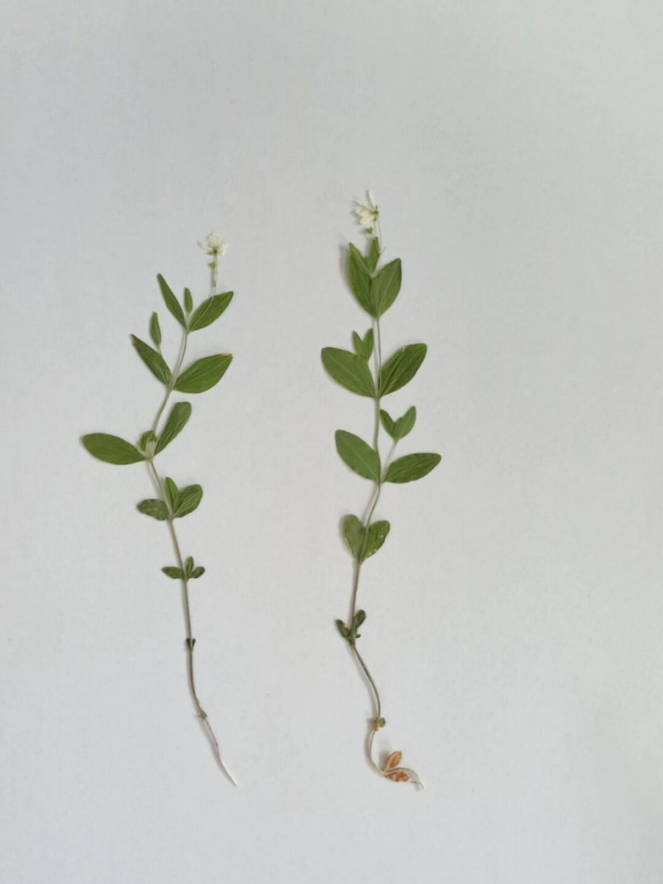 东北野草花(十四)种阜草 石竹科种阜草属多年生草本植物.