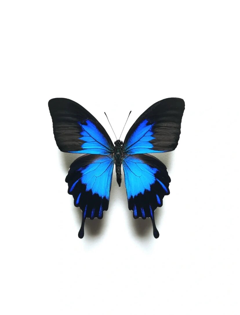 03蝴蝶图鉴*·天堂凤蝶