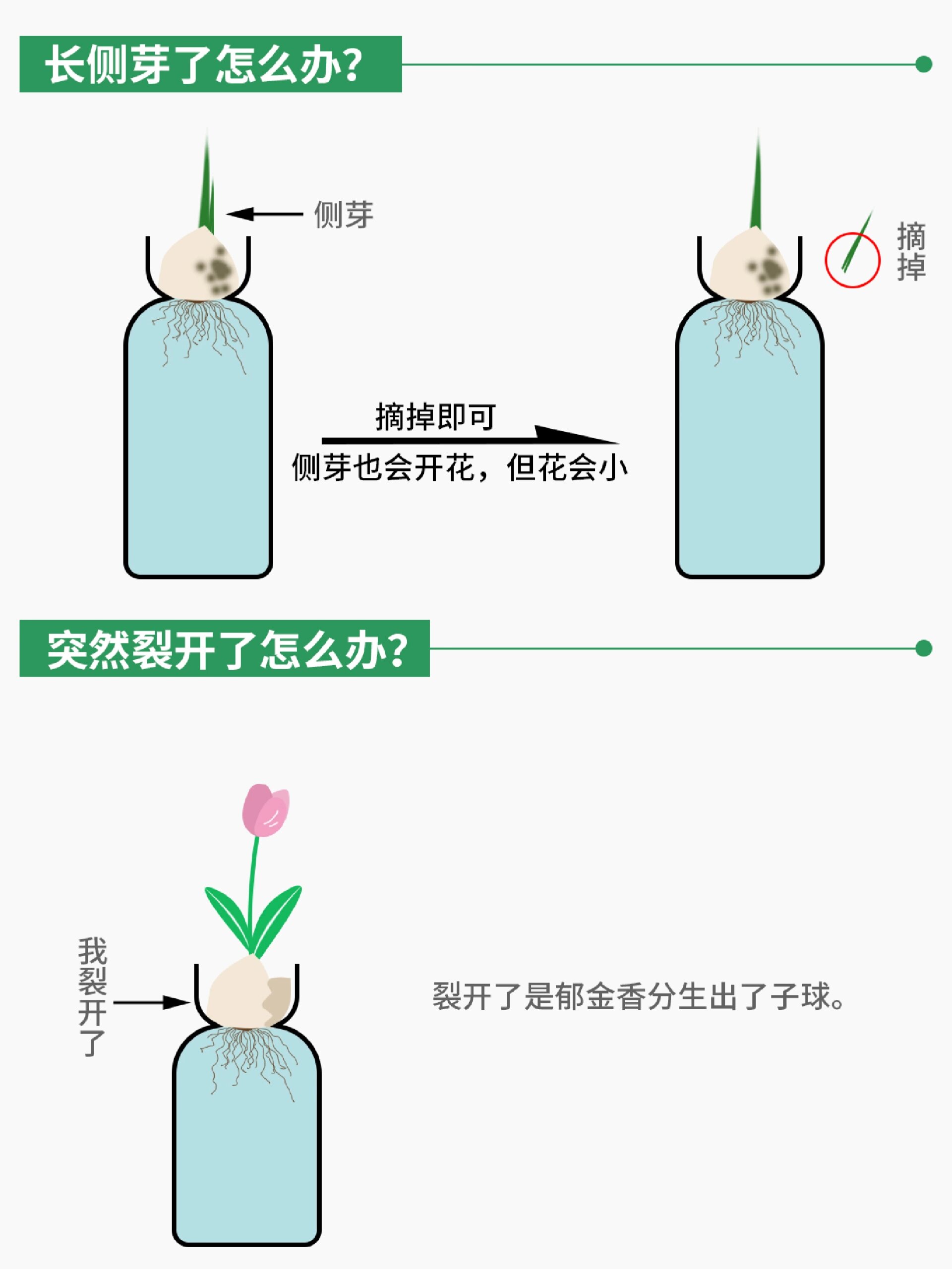 郁金香种植水培方法!栽种春天的浪漫93