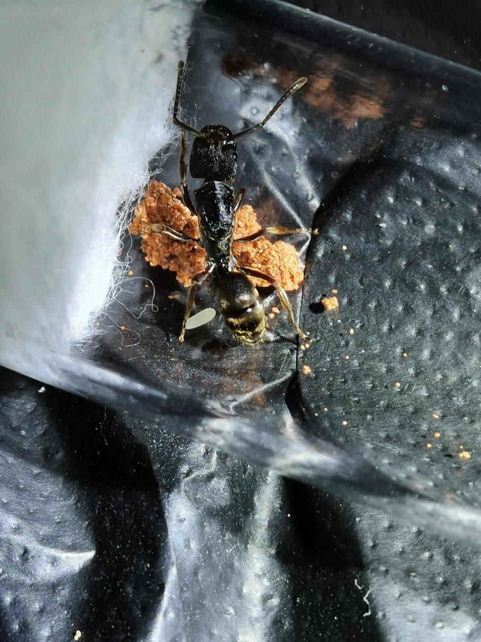 《横纹齿猛蚁》 横纹齿猛蚁有毒针的,给蛰到很疼的,在野外看到请不要