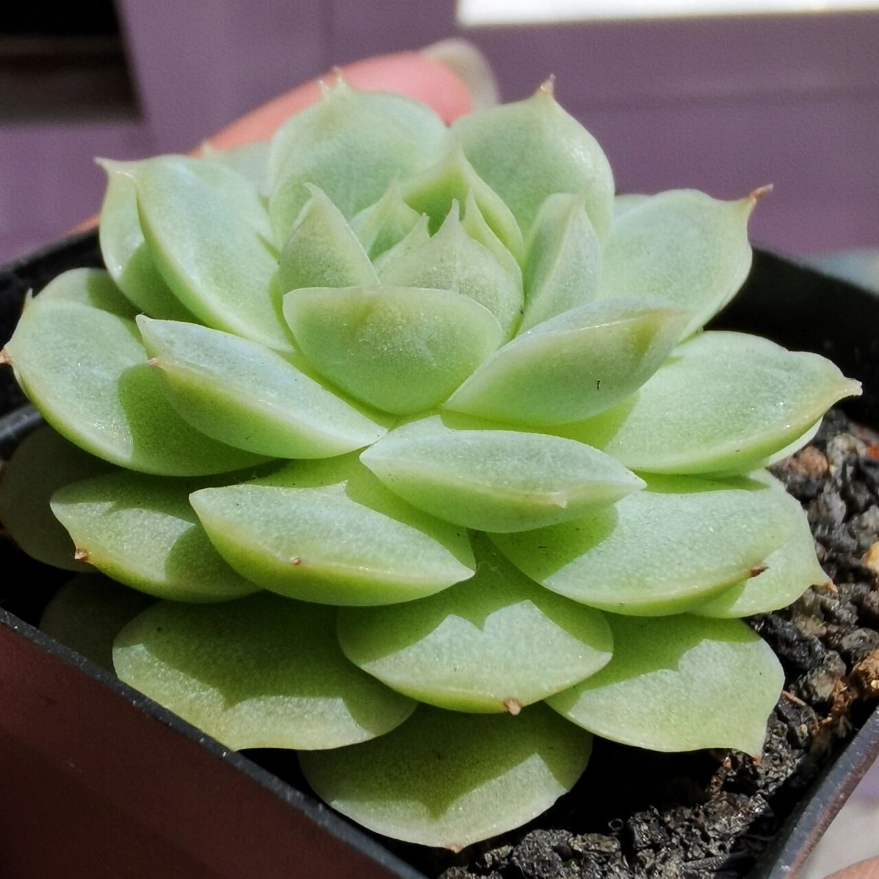 多肉起名篇 一个特别有质感的月影杂,叶型很特殊,想起个名字,下几片