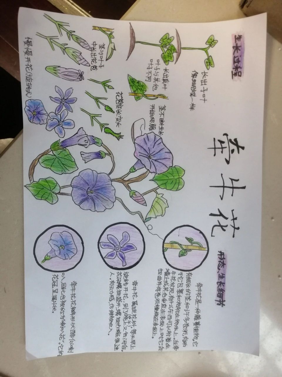 自然笔记牵牛花 拿去参赛,请勿抄袭