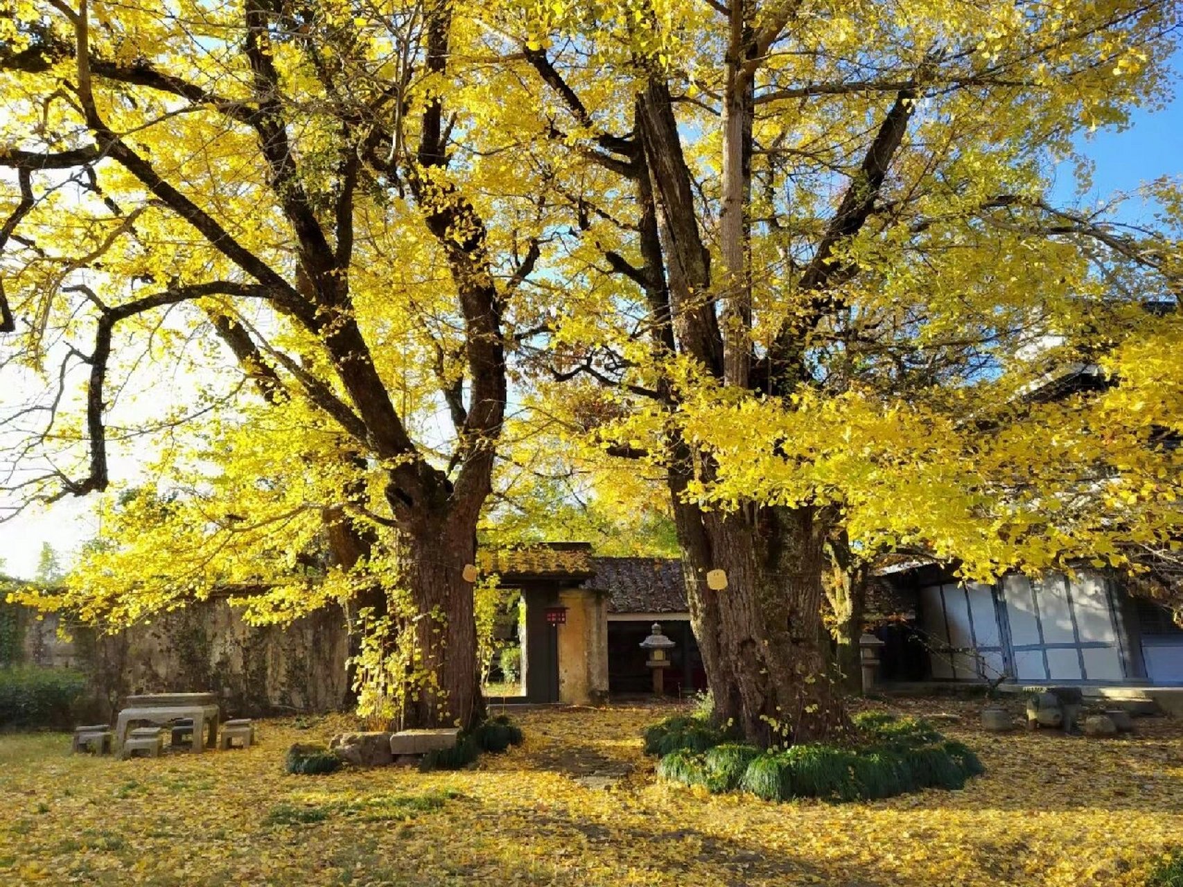 福建赏银杏好去处 | 顺昌宝山 你是偏偏公子世无双,一起仗剑走天涯