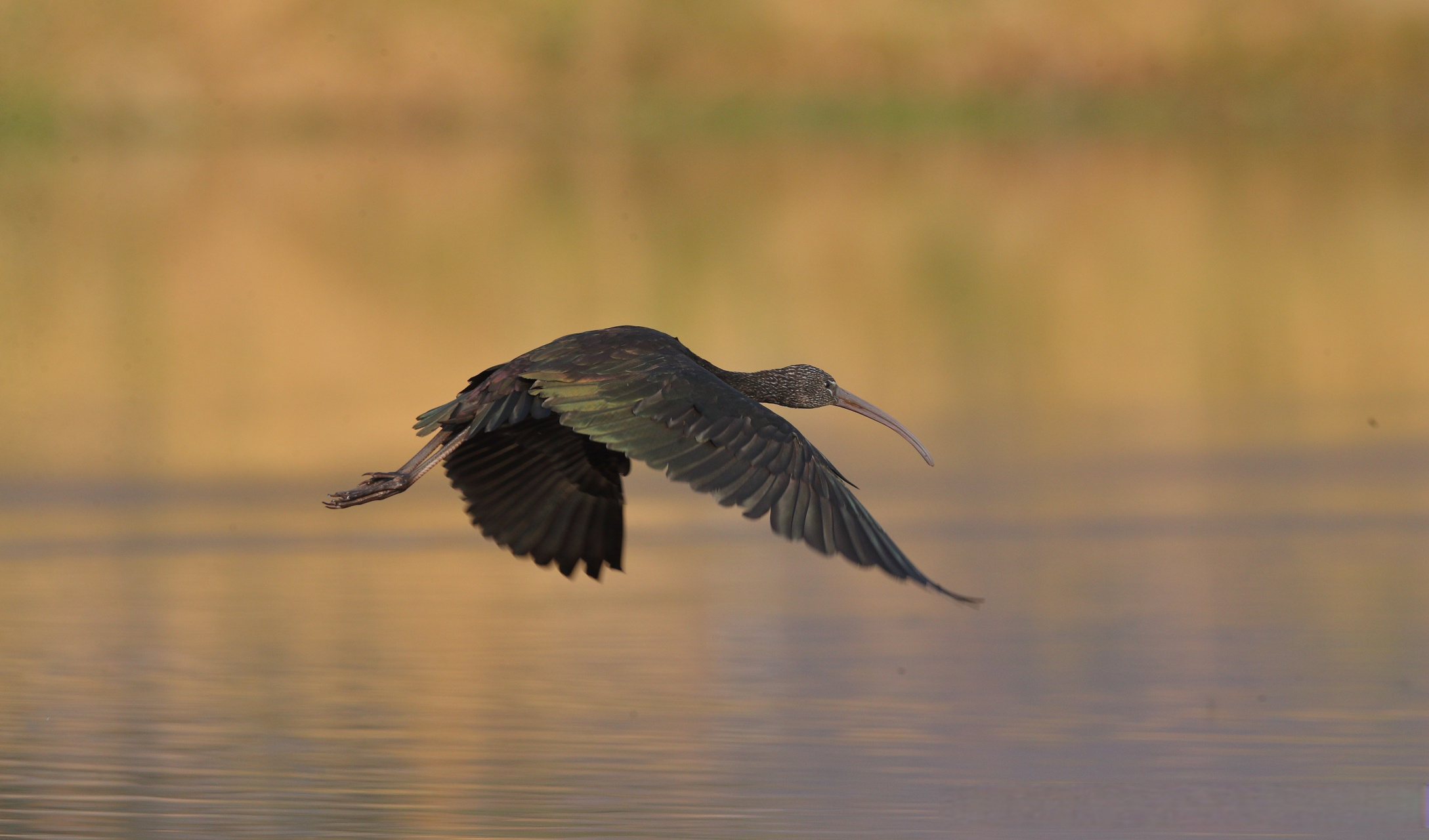 魅力腾冲# 【北海湿地的飞羽世界 | 彩鹮:闪着金属光泽的炫目"珍禽"