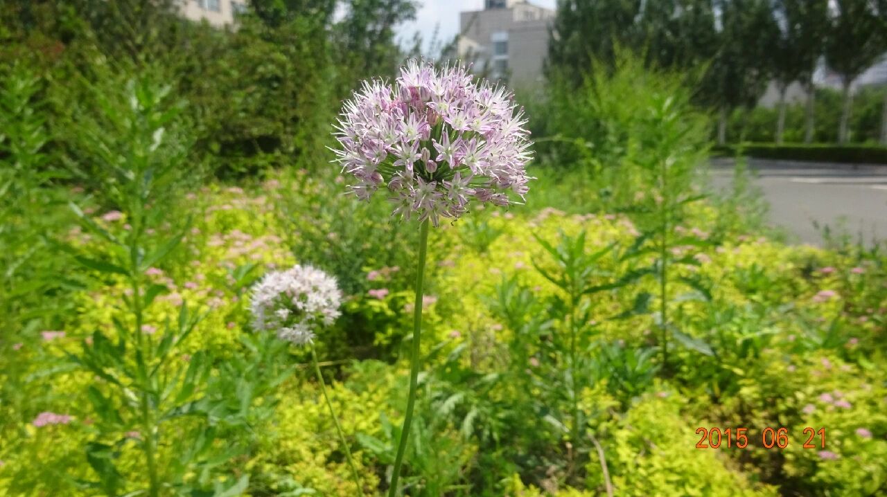 小根蒜,又叫薤白,百合科葱属,著名野菜