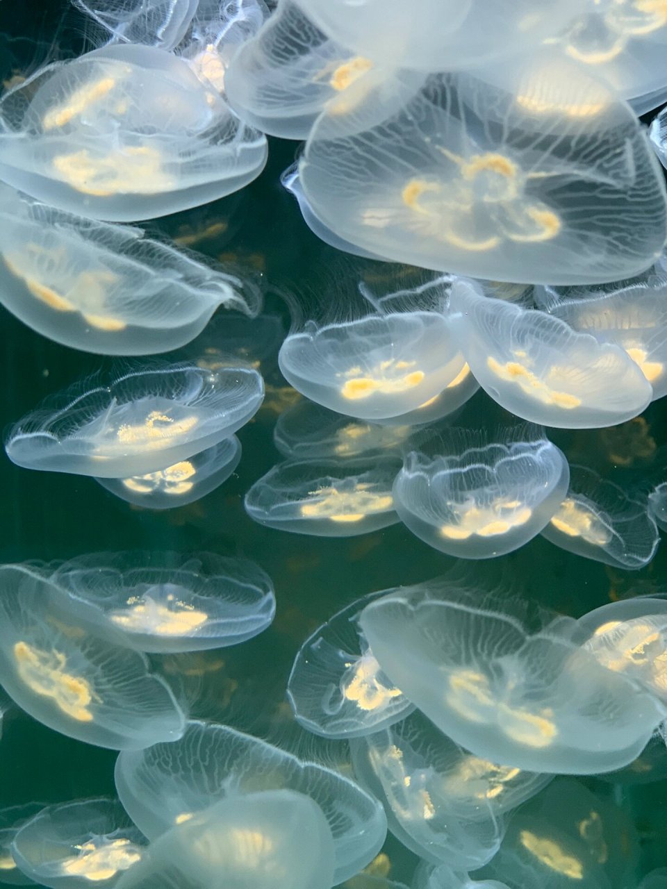 新手先养海月水母          再次建议新手养海月水母 简单易上手 养好