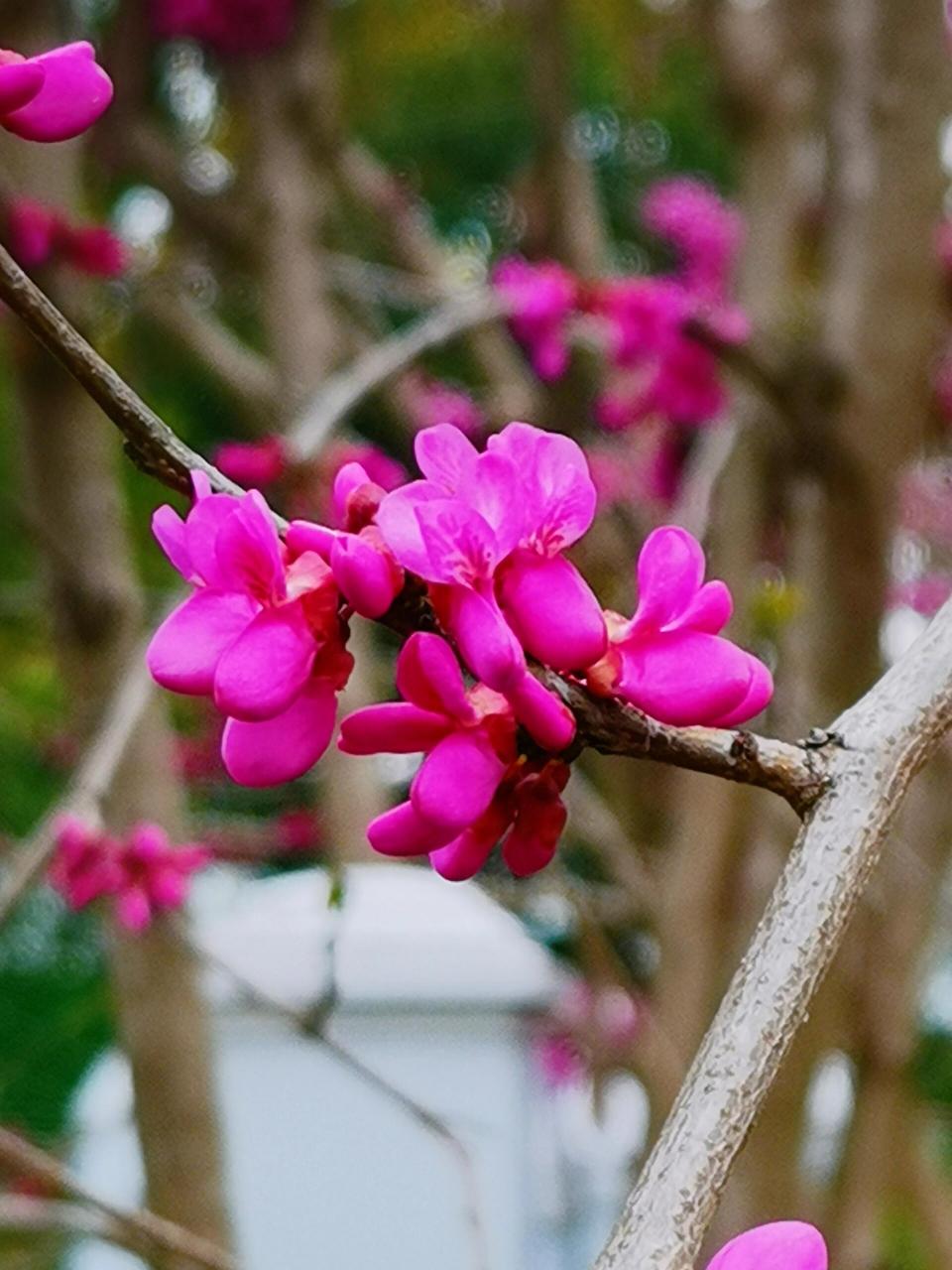 紫荆花高清图片真实图片