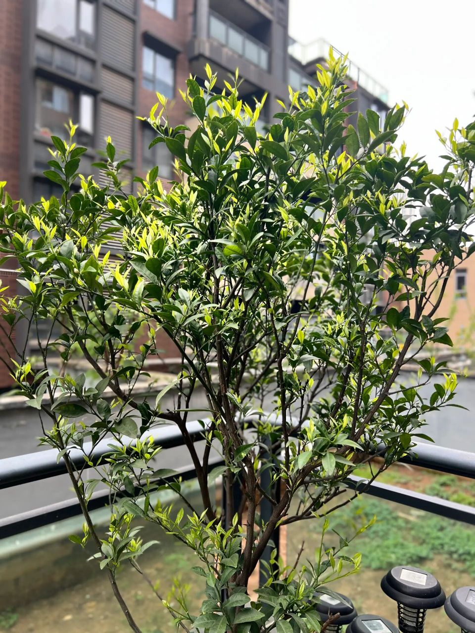 我的桔子树为啥开花不结果 我有一棵桔子树,去年满树的花,最后没结