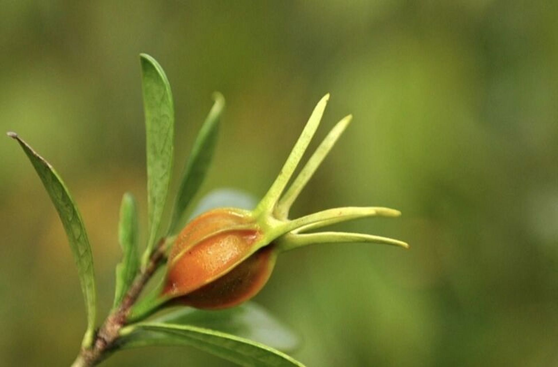 每天认识一种花材—96栀子果96 96栀子花果是栀子的果实,它有