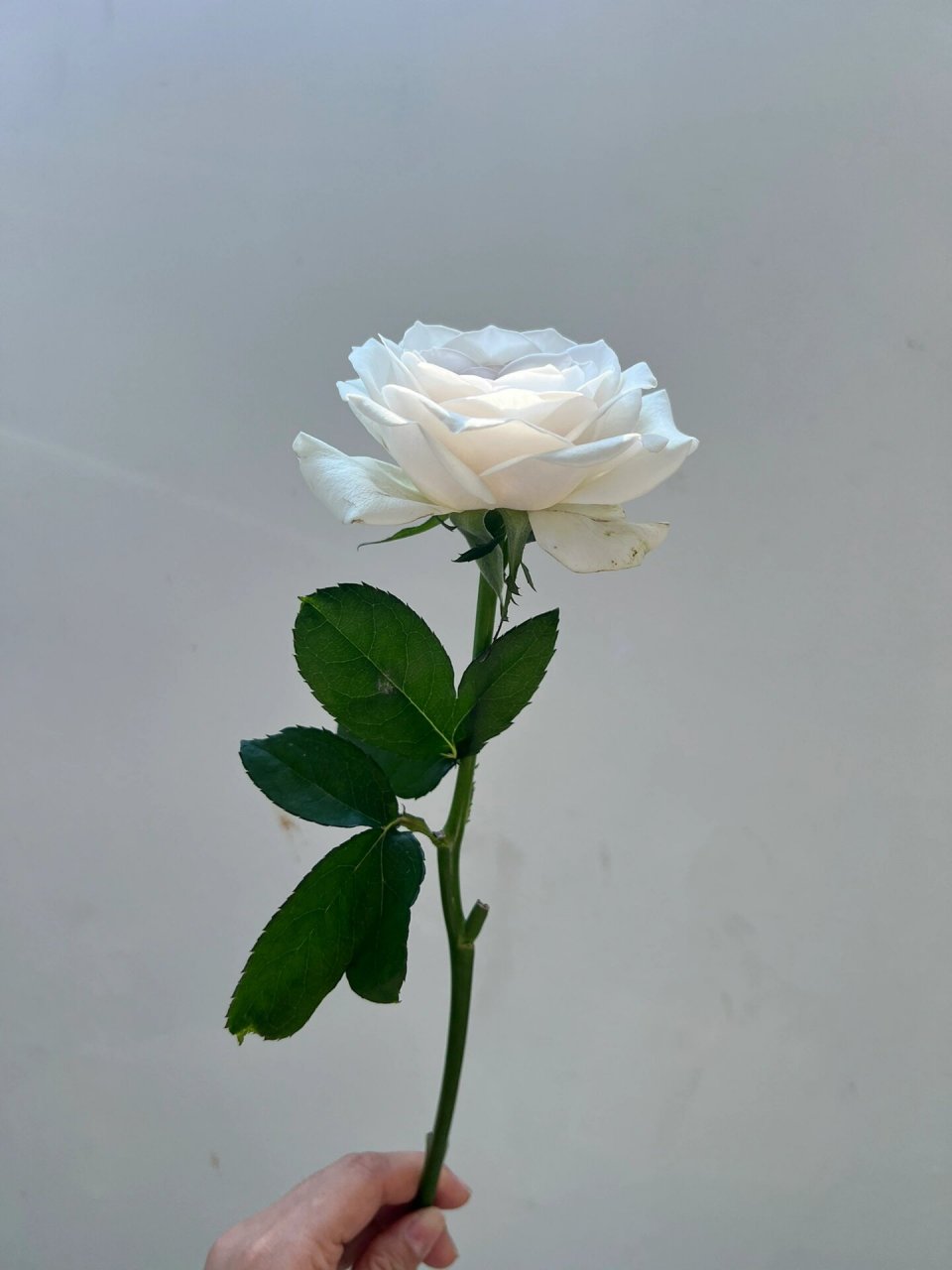 银色衬裙 单头玫瑰 2023.