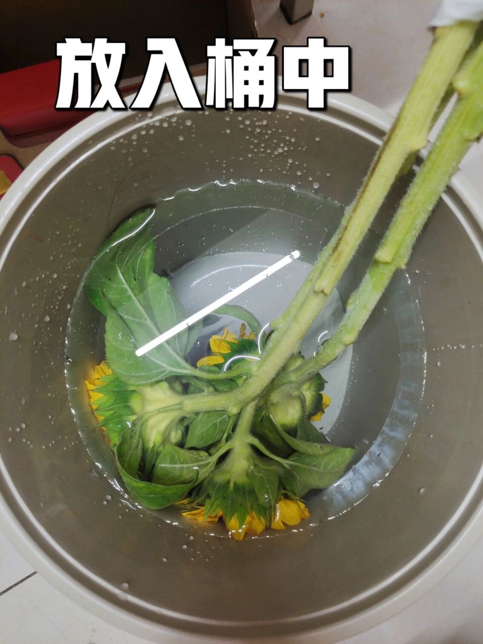 向日葵醒花步骤图片