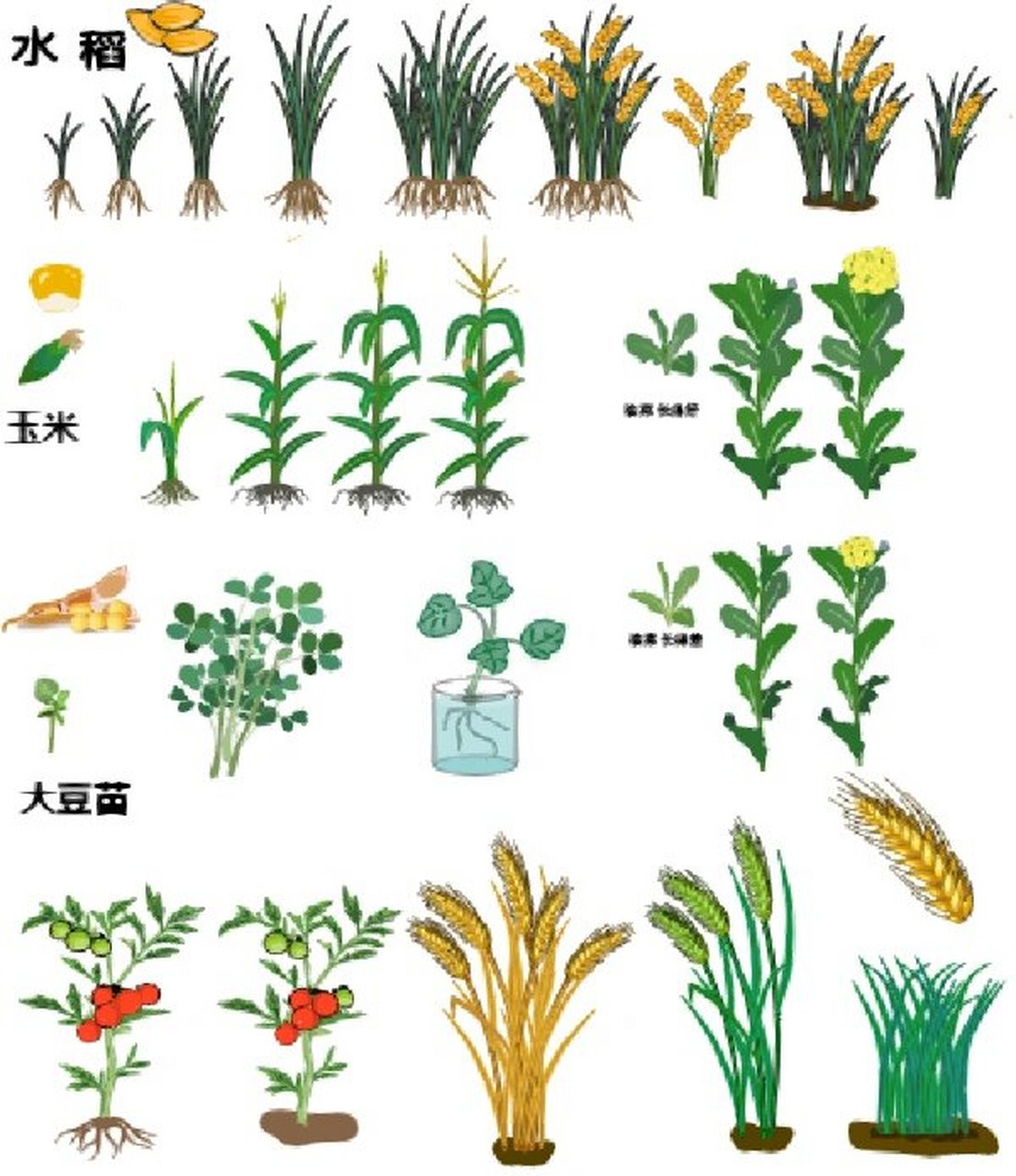 水稻 农作物生长过程图 素材