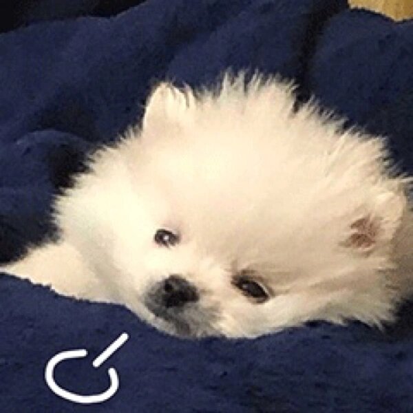 小奶狗叹气系列04微信可爱表情包头像文案