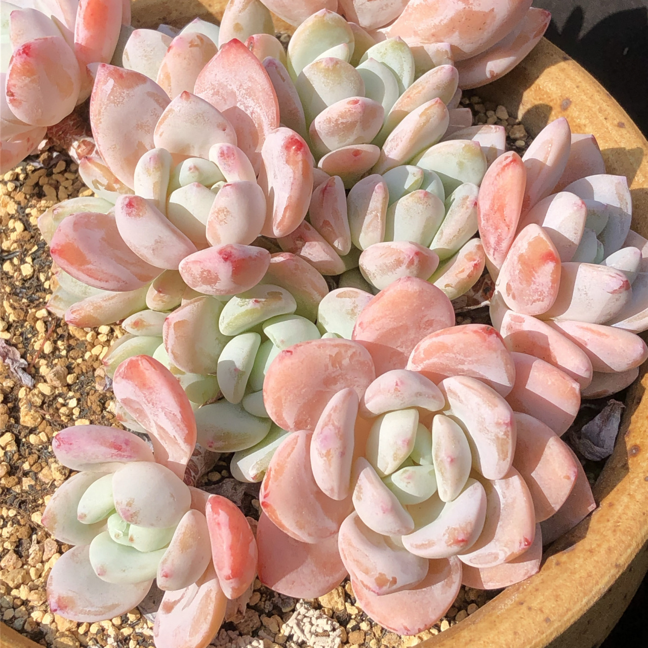 冷香的盛世容颜篇「美好的多肉植物」 种草一波,以前冷香收不到大群的