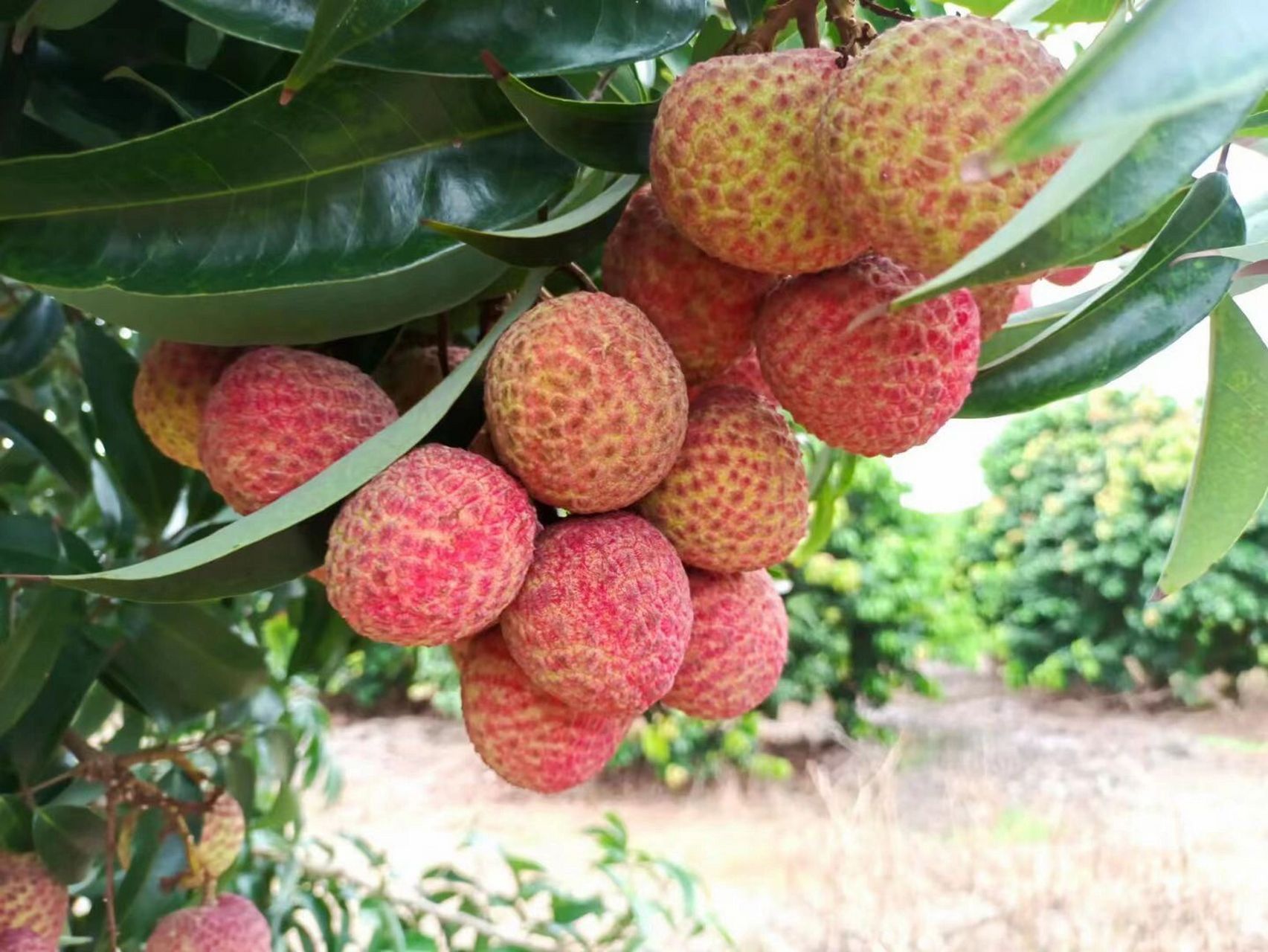 一串!大!荔枝! 仙桃荔枝,华南农业大学研究成果:仙桃荔!