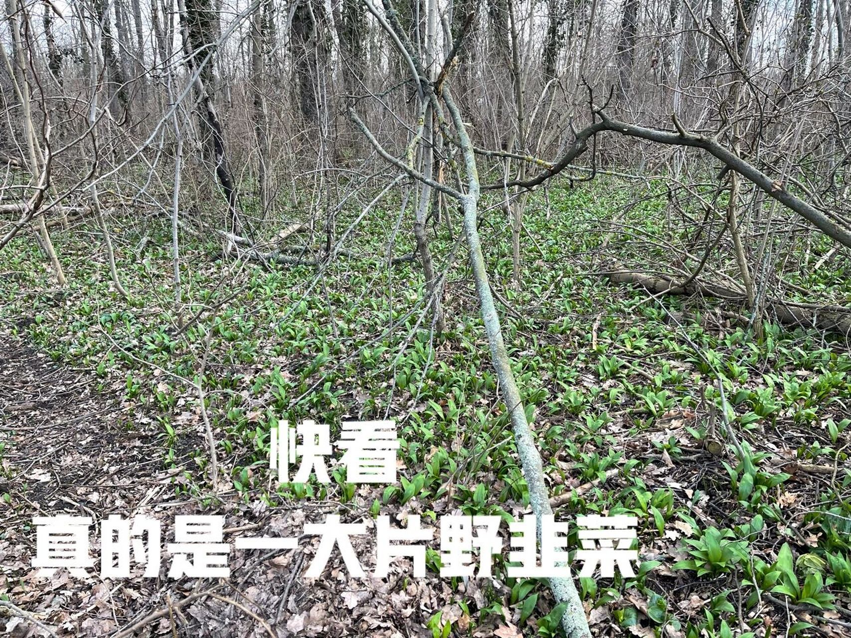 9990|树林野韭菜可以采摘啦教你熊葱炒 德国9990野韭菜 叫