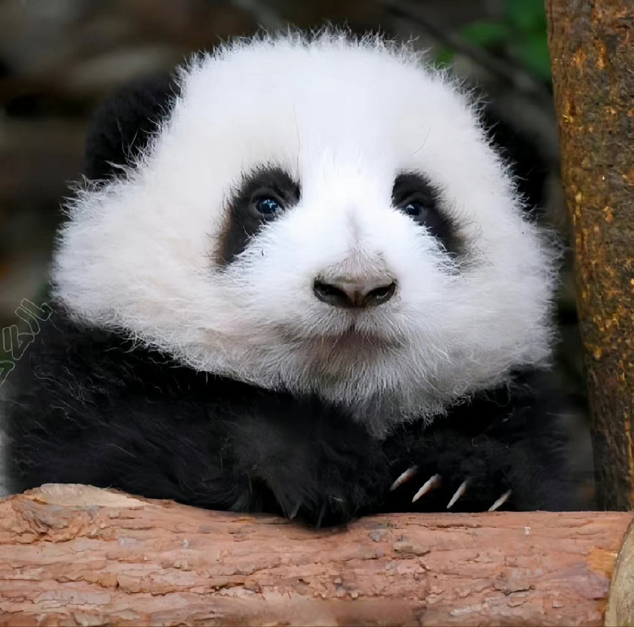 小油瓶分享# 分享一只短胖炸毛的大熊猫花花(via.一袋牛乳)