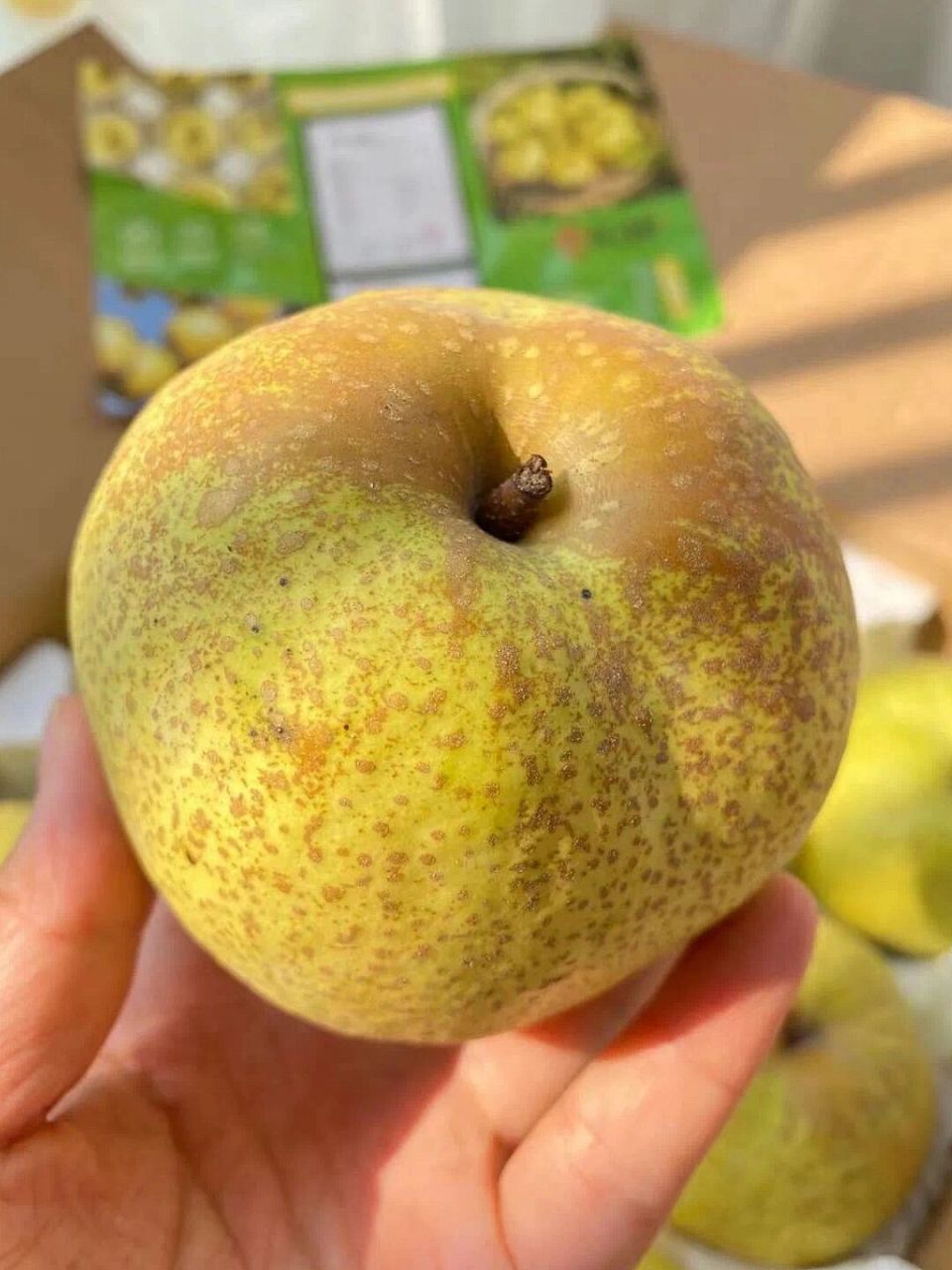秋季水果|砀山酥梨98 99产地:安徽省砀山县良梨镇,玄庙镇 77果