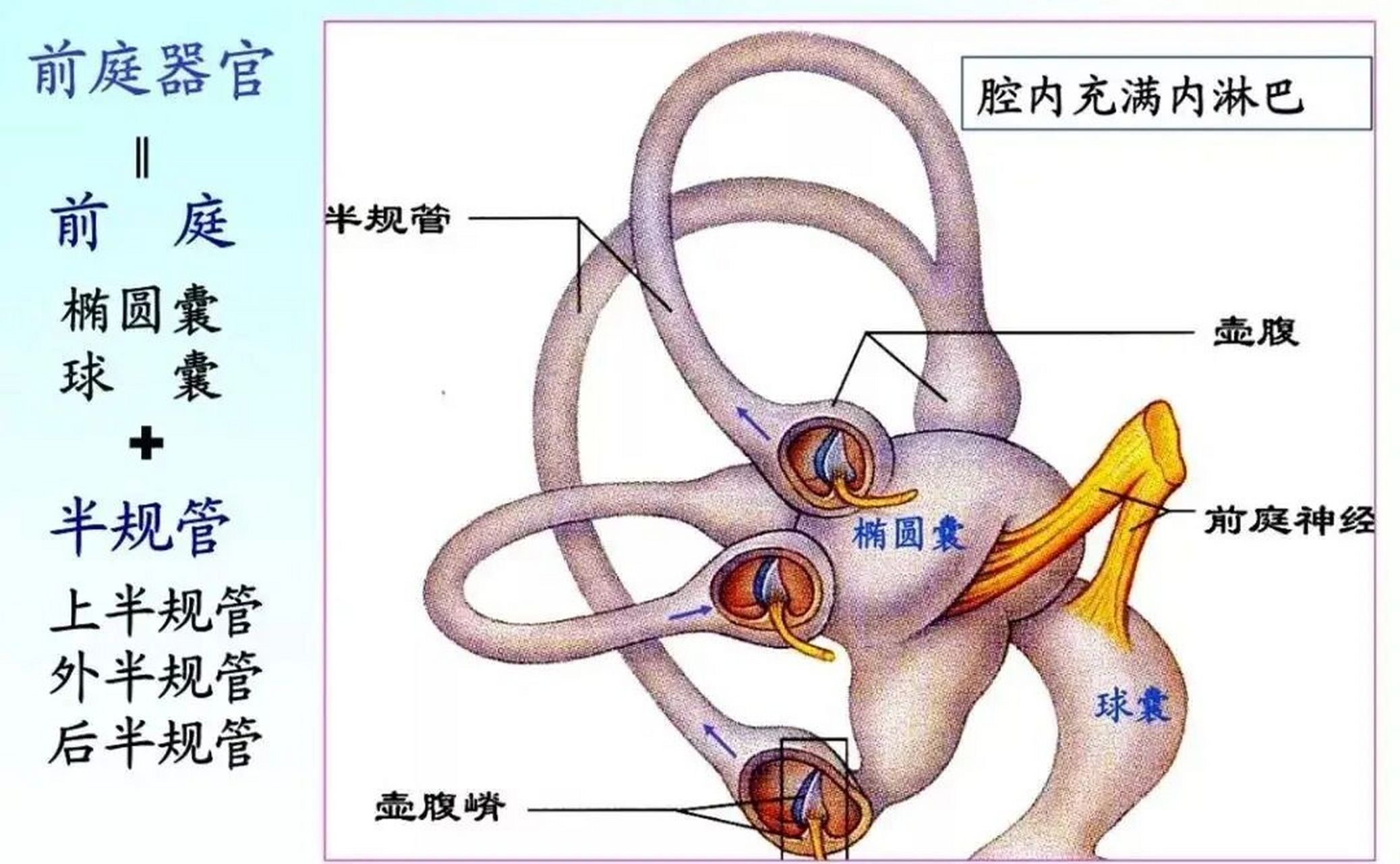 前庭沟位置图片