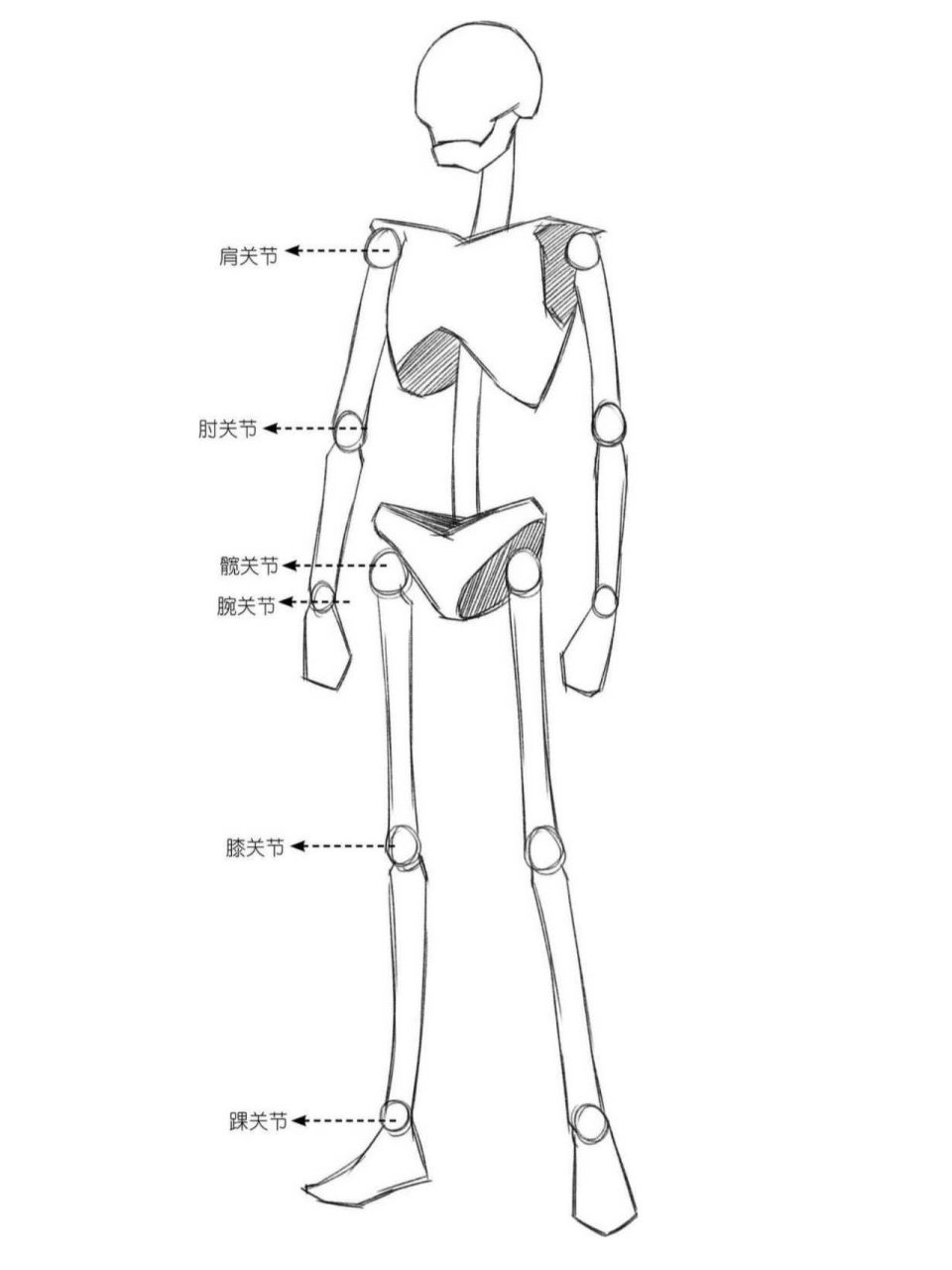 动漫人物身体结构模板图片