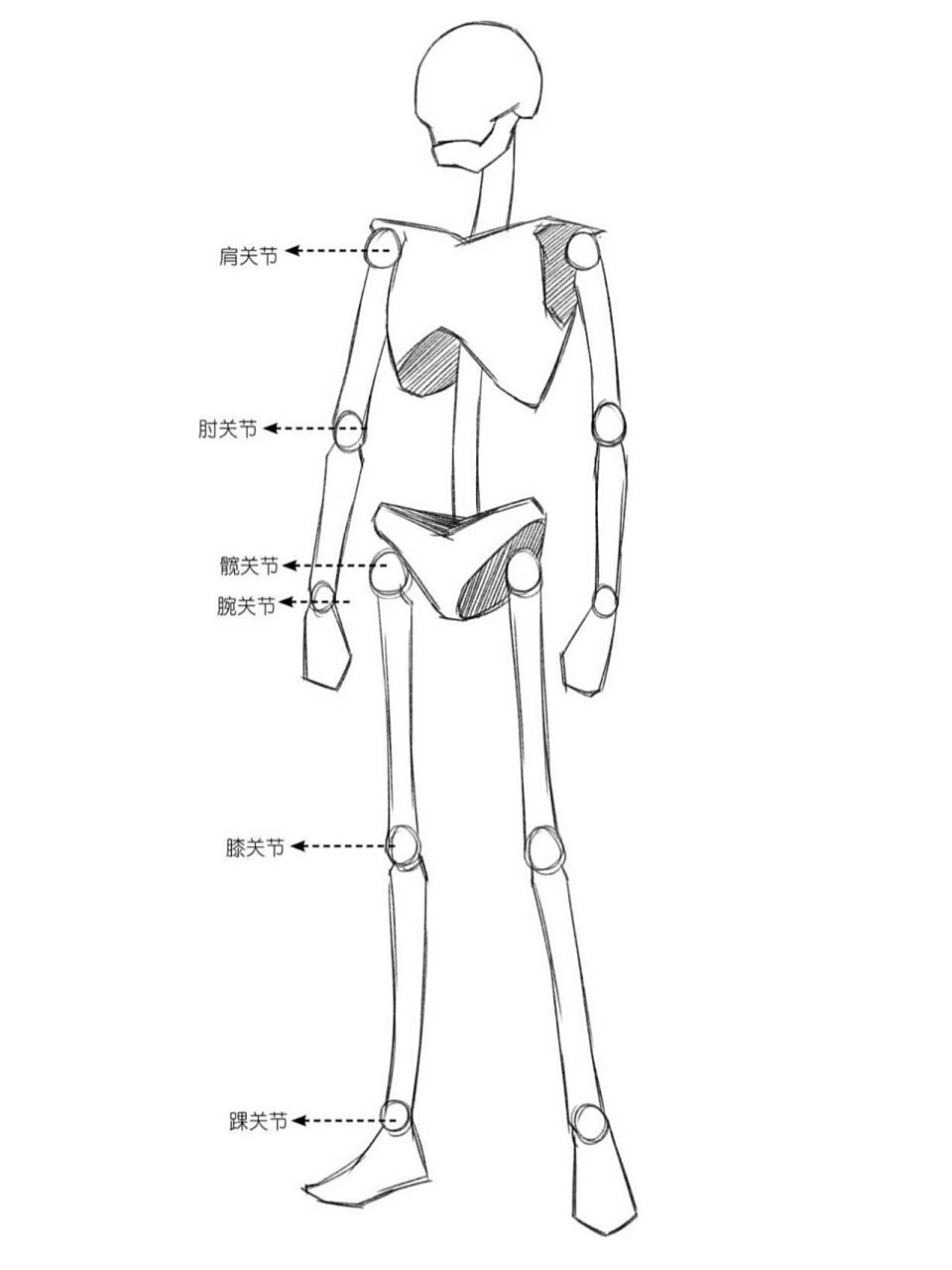 人体关节结构图卡通图图片