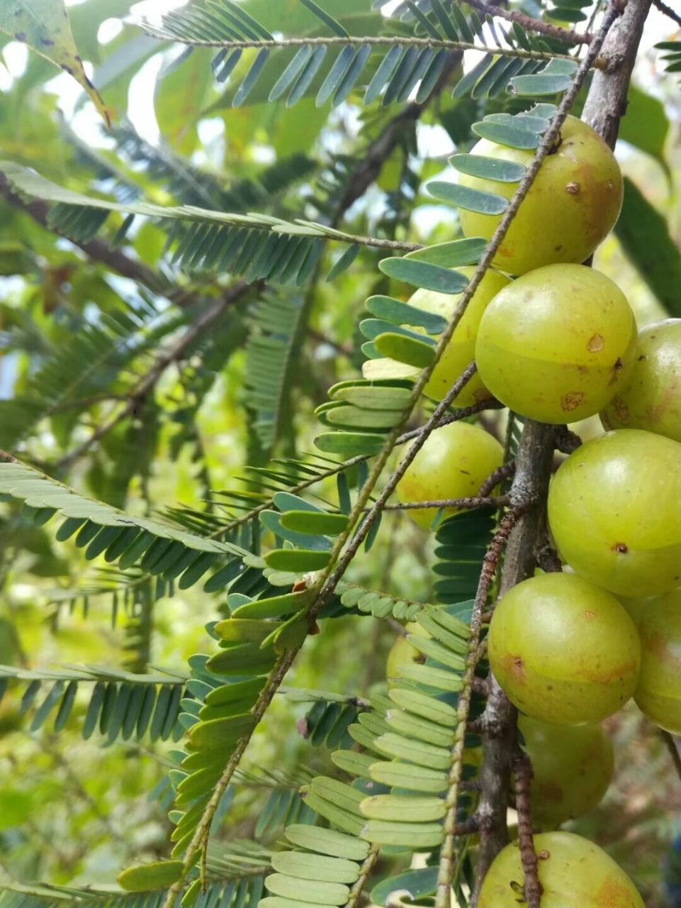 橄榄 滇橄榄,果实成熟的时候刚好是野樱桃花盛开的季节,每年都去山上