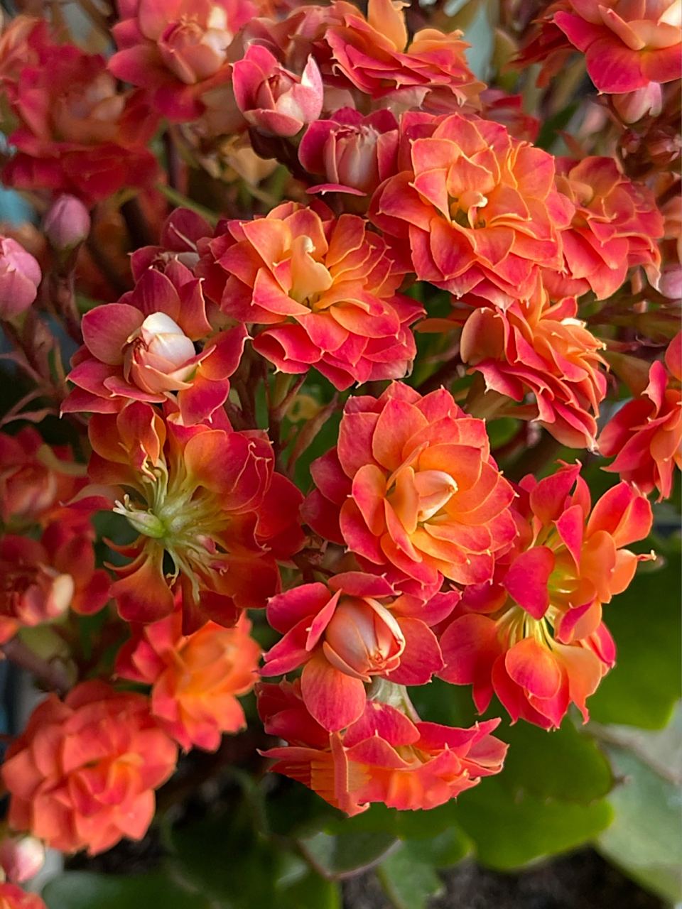 长寿花印度夏日 在持续37度的一个月中,能开成这样,我已经很知足了