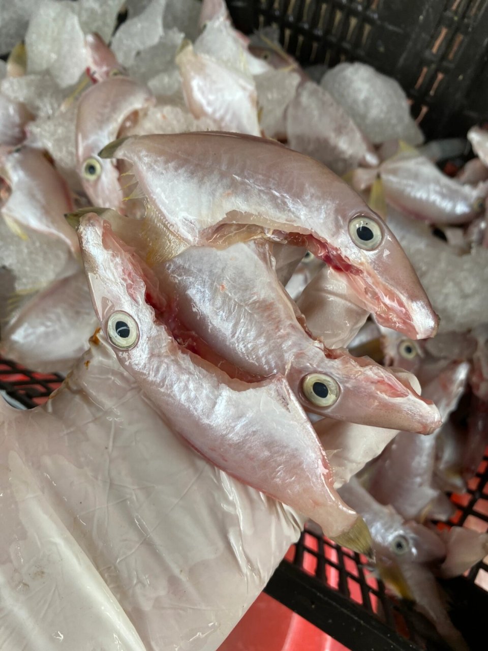 红烧小扒皮鱼 附教程 潮汕做法,豆酱是少不了的,大部分鱼都可以豆酱煮