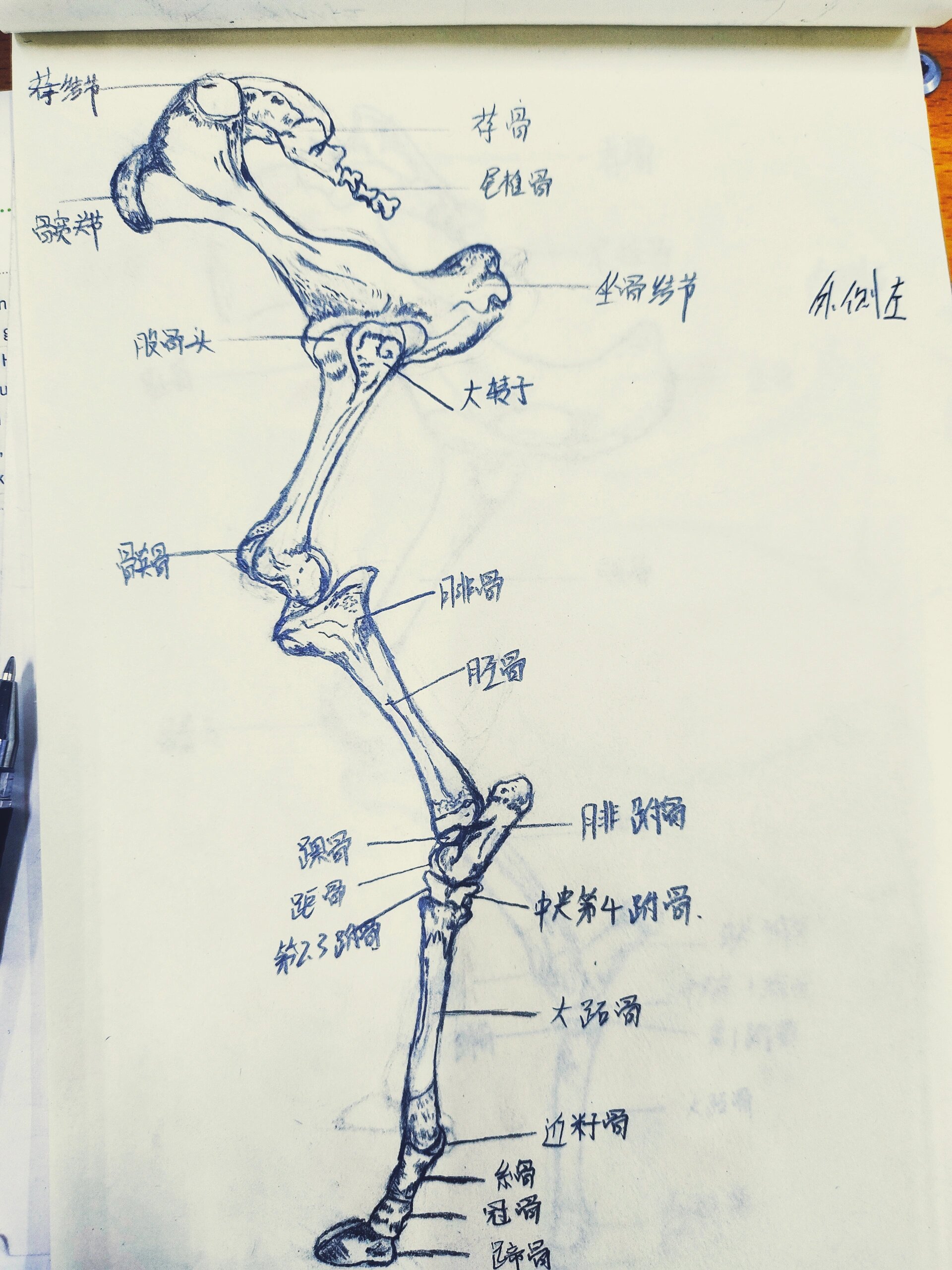 牛后腿骨骼手绘 