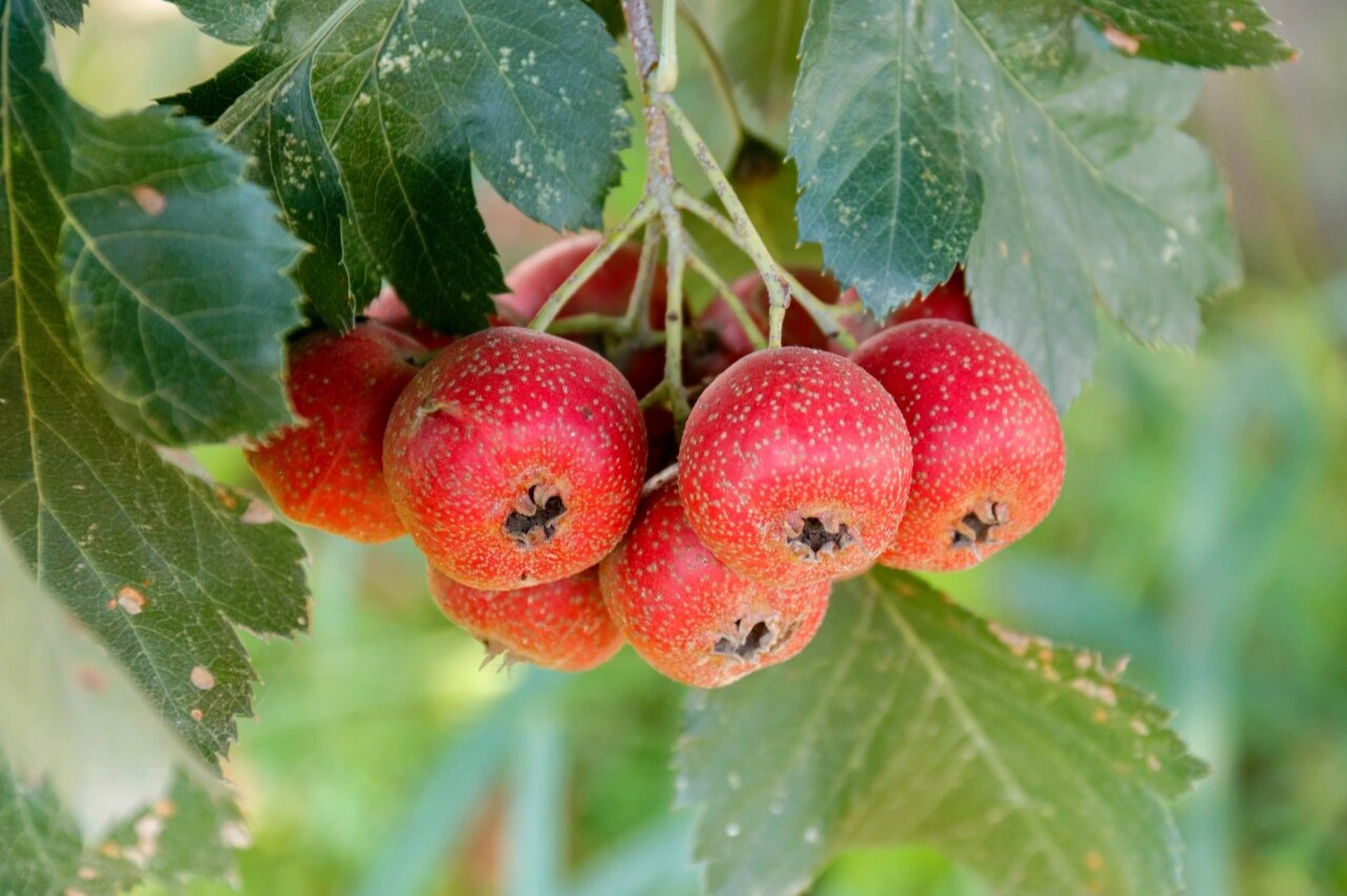 秋实 | 山楂果 蓝天下的山楂树好好看呀 果树的主人老爷爷说今年的