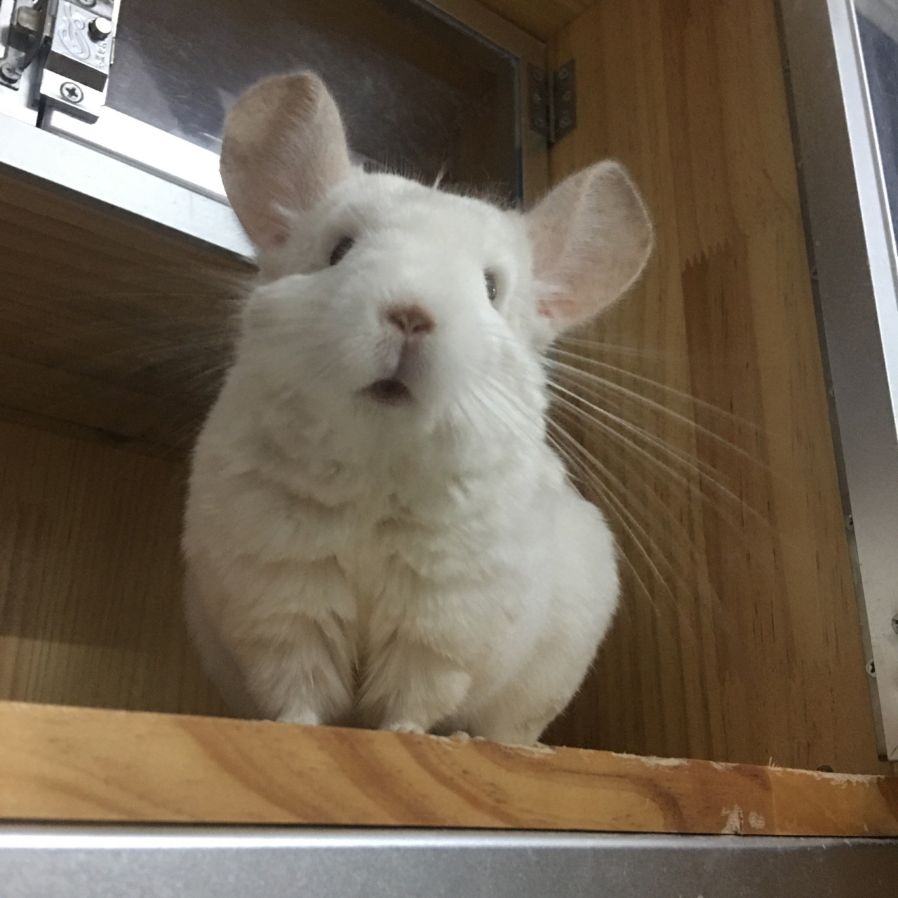 给姐妹们一个忠告:千万不要养龙猫!