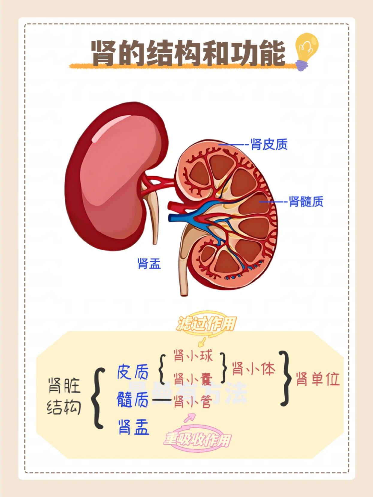 生物速记| 泌尿系统,肾结构,尿的形成过程 知识定位——北师大七下