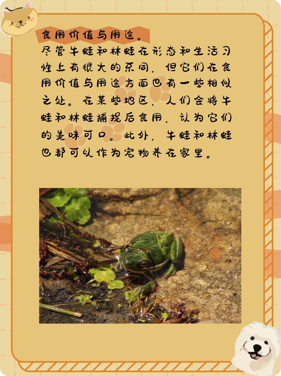 牛蛙和林蛙的区别 在我们的生活中,蛙类是一个庞大的家族,其中牛蛙和