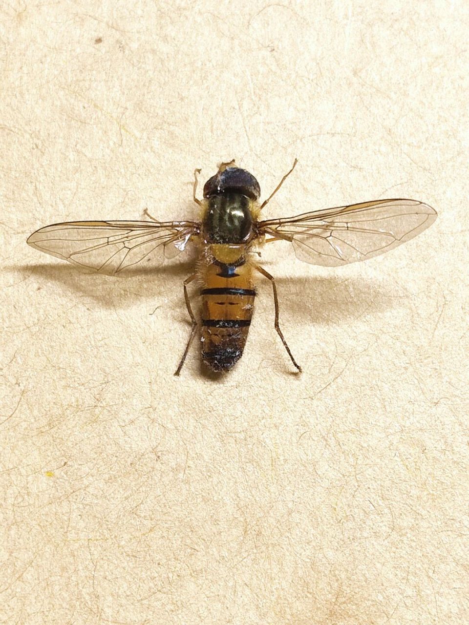 黑带食蚜蝇   episyrphus balteatusde geer 黑带食蚜蝇 episyrphus