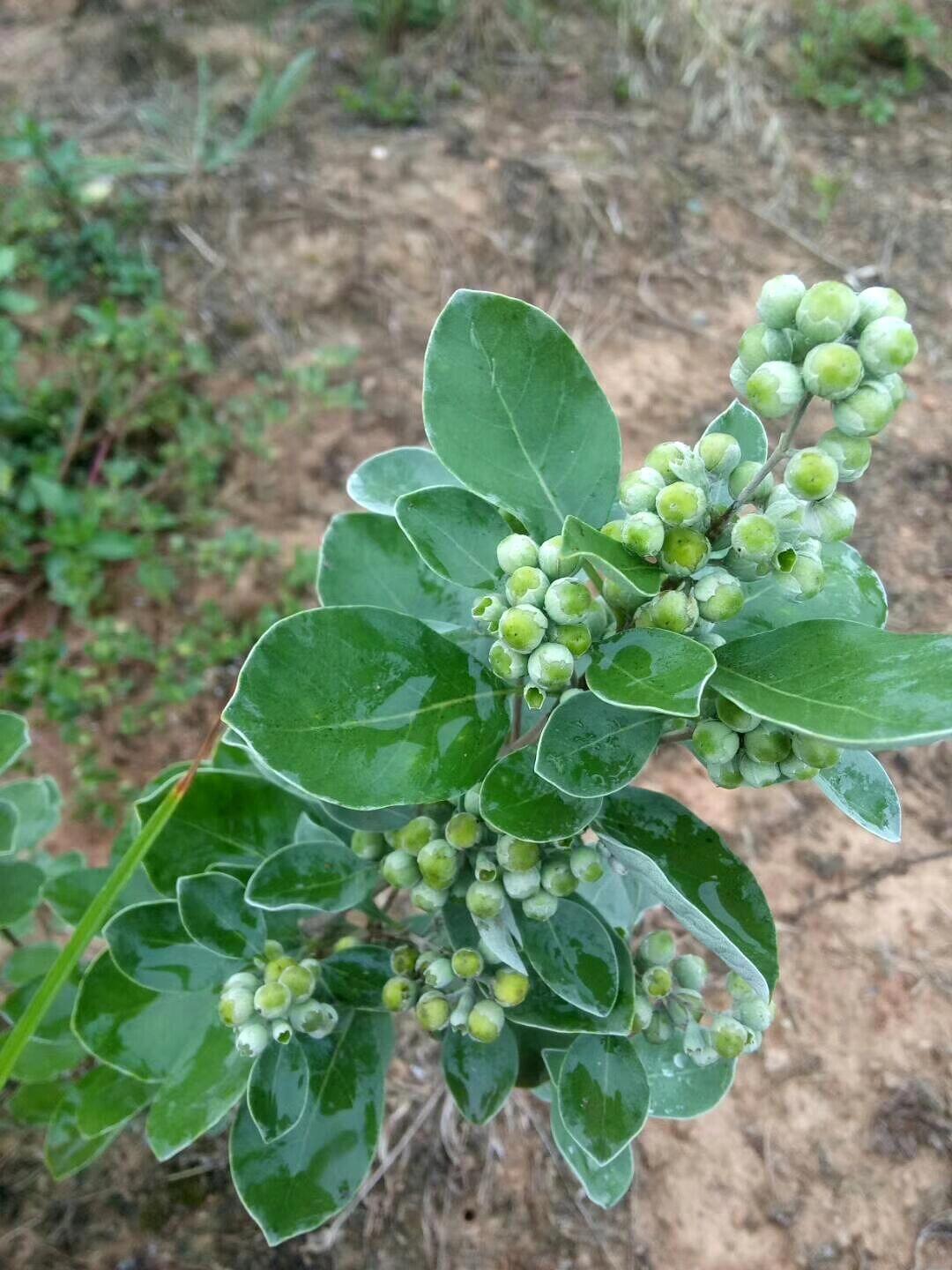 蔓荆子图片 功效图片