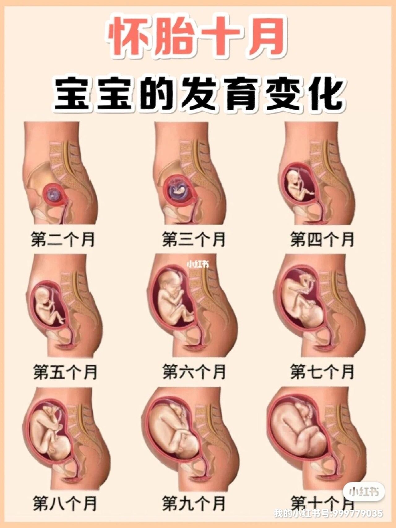 怀孕8周胎儿发育图片图片