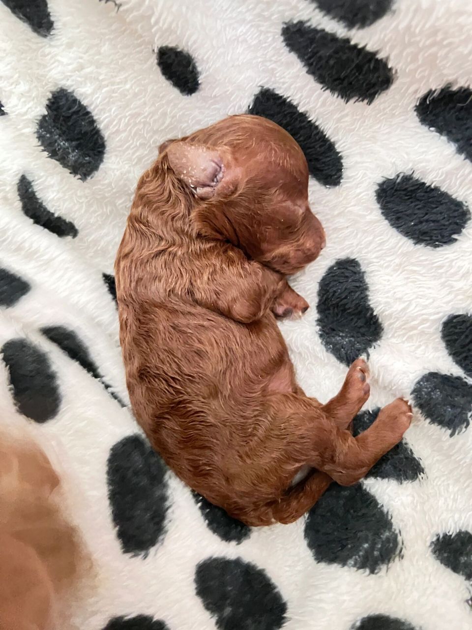 刚出生|可爱泰迪宝宝93 欢迎新成员的加入93 	 小泰迪刚出生第