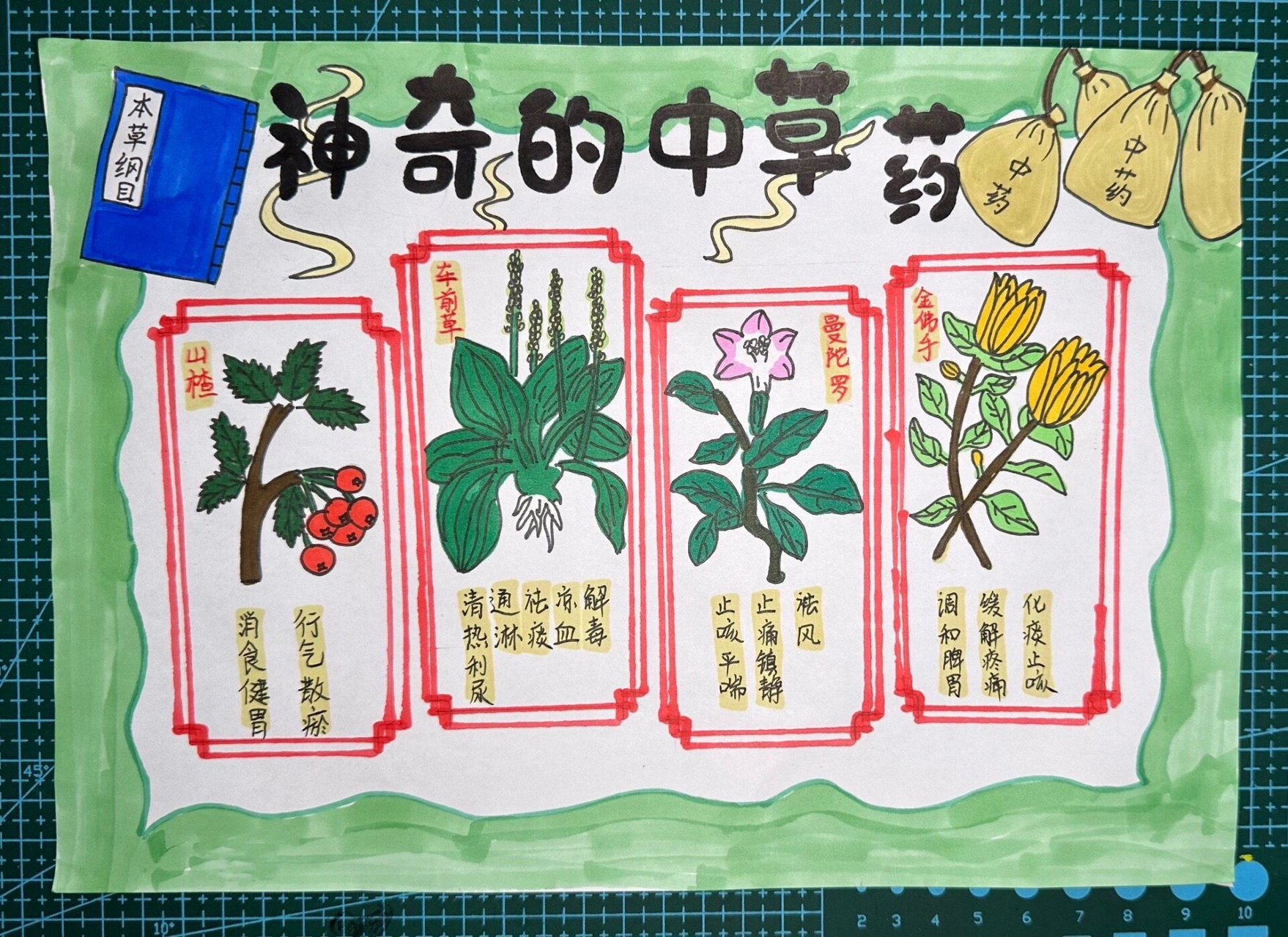 中草药手抄报