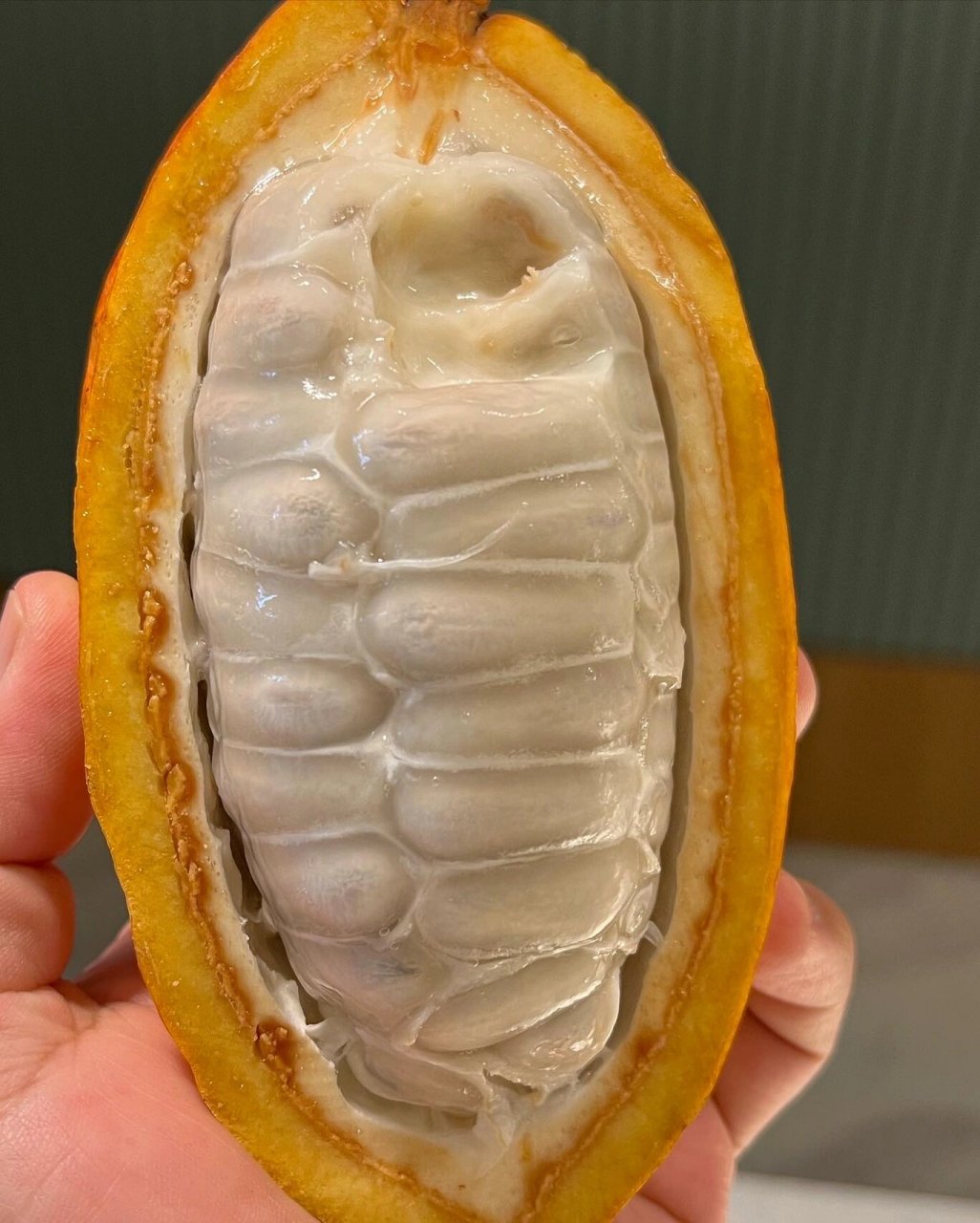 海南可可果种植园,我的可可果甜品灵感起源 这次趁年假去了海南兴隆的