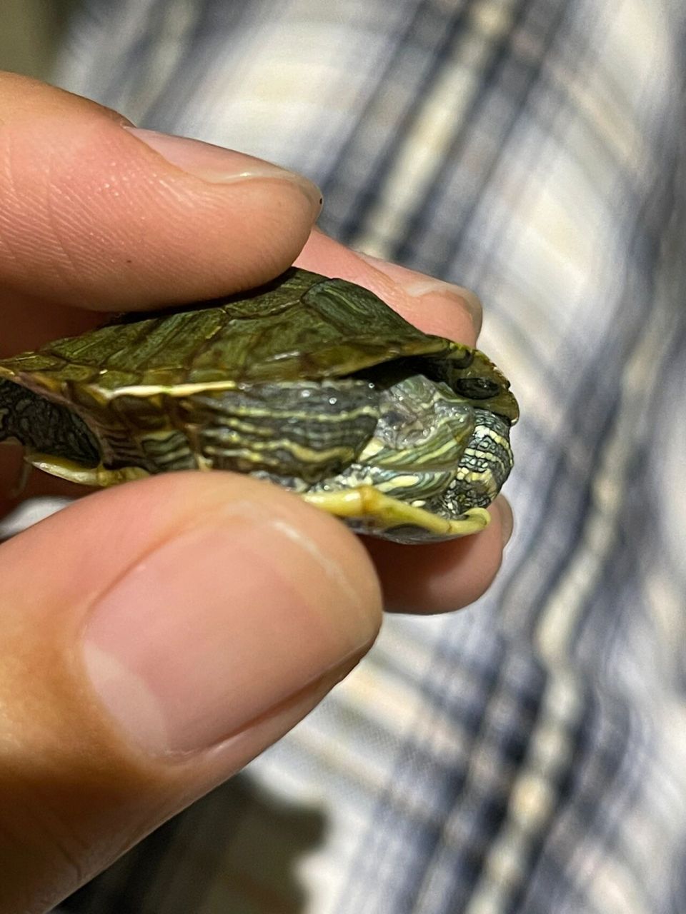 我家小龟得白眼病,用高锰酸钾泡了几天,每天滴几次氯霉素滴眼液,我怕