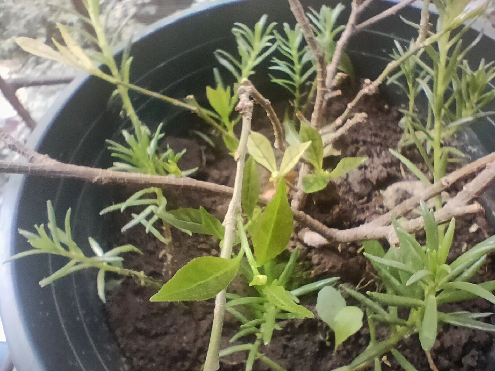 我的双色茉莉没来得及剪枝,现在都全都结小花苞了,然后新长的叶子部分