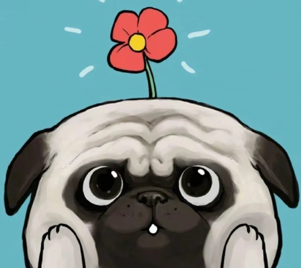 可爱的中华田园犬-巴扎黑(巴哥犬) 这种狗狗就是巴扎黑的原型-巴哥犬