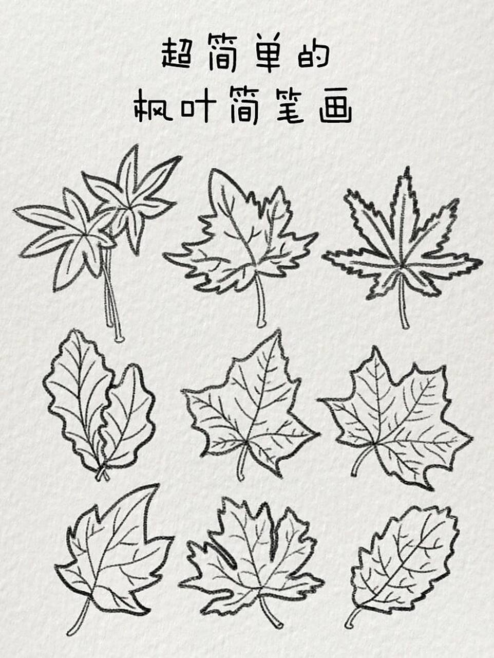 超简单的枫叶93简笔画|一起来画吧 秋意渐浓啦94