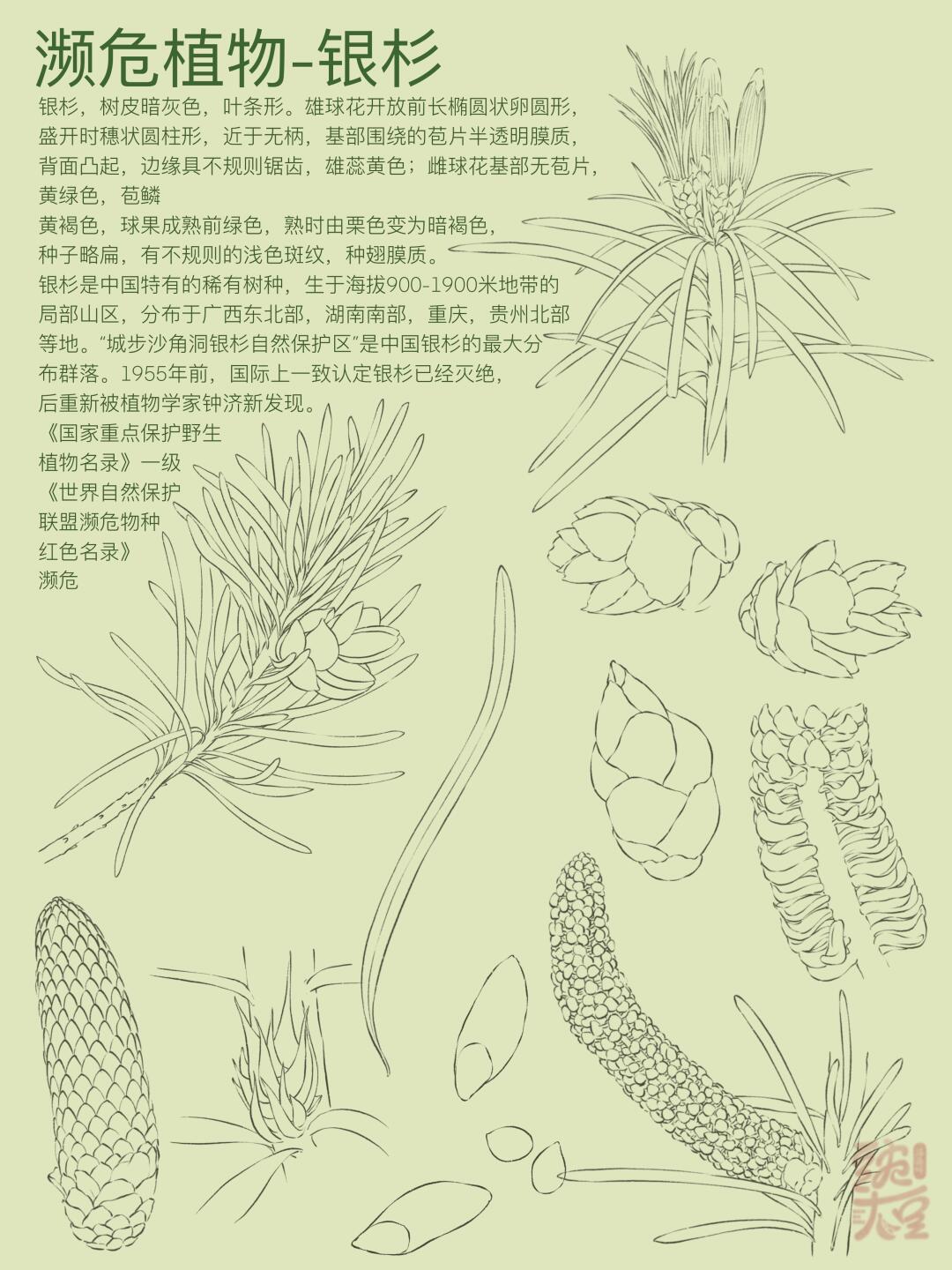轮濒危植物系列 这次上银杉,也是我国特有稀有物种哦 曾经以为灭绝了