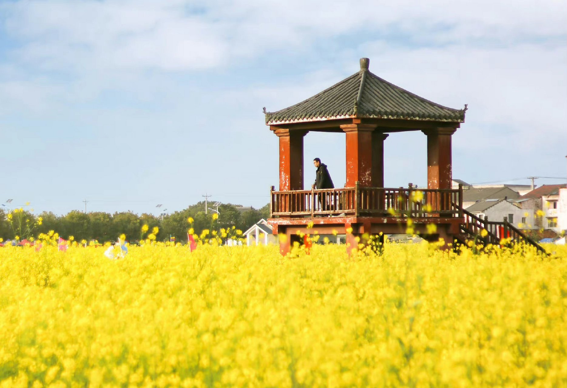 蔡甸消泗油菜花图片