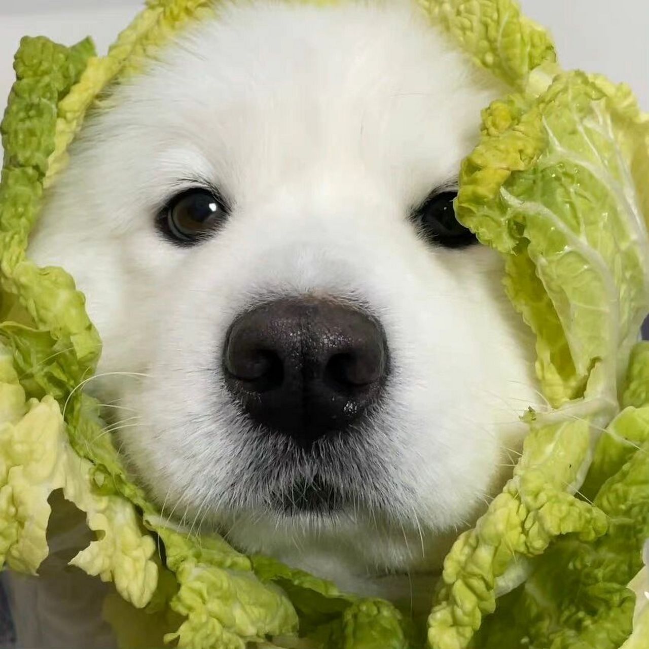 菜狗表情包头像图片